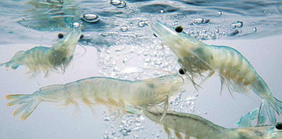 Shrimp culture: the application of ceramic membrane in aquaculture