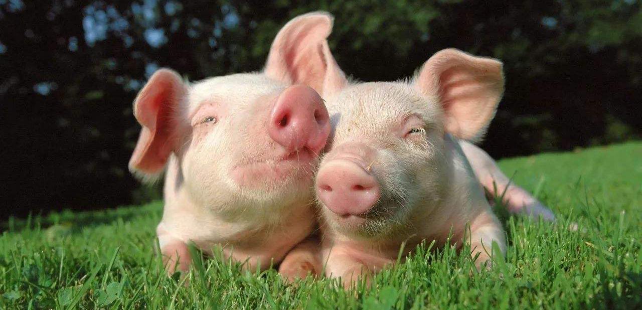 How to treat slaughterhouse wastewater?