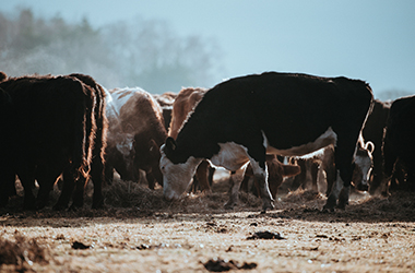 What are the benefits of using ultrafiltration membranes on dairy products?